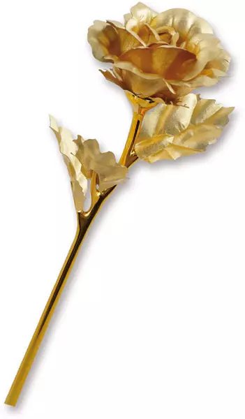 Goldene Rose mit offener Blüte