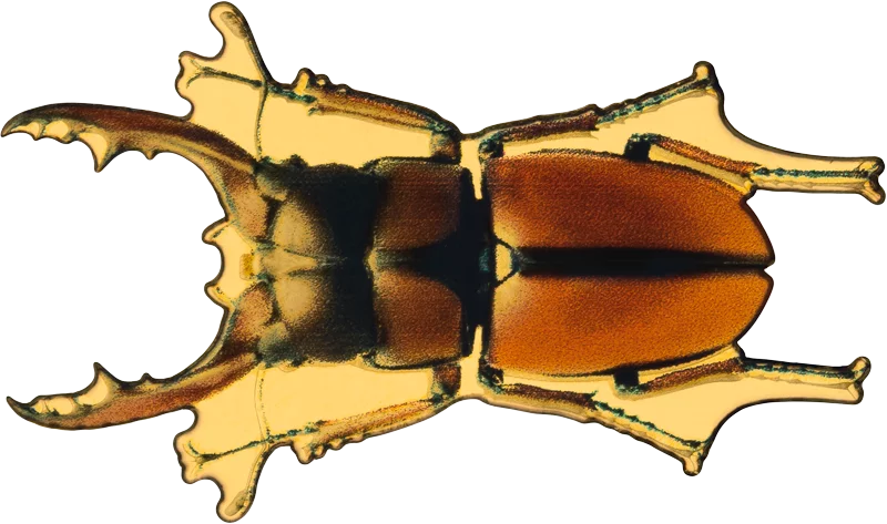 100 Francs Kongo Wildlife in Golden Shapes Hirschkäfer 2025